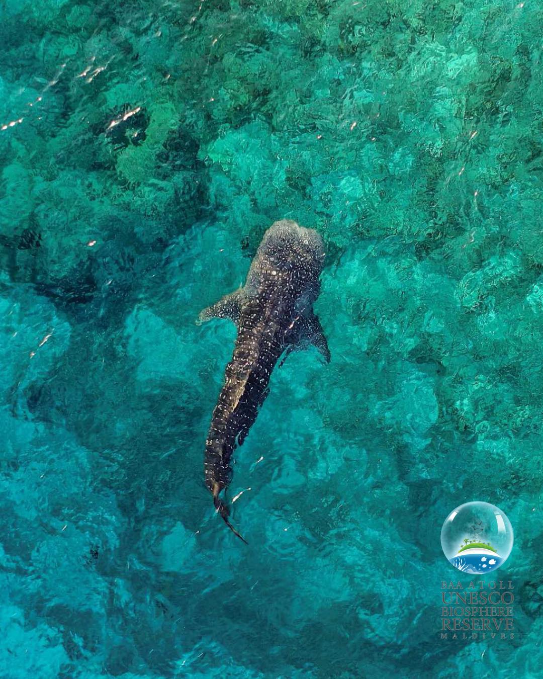 Whale shark