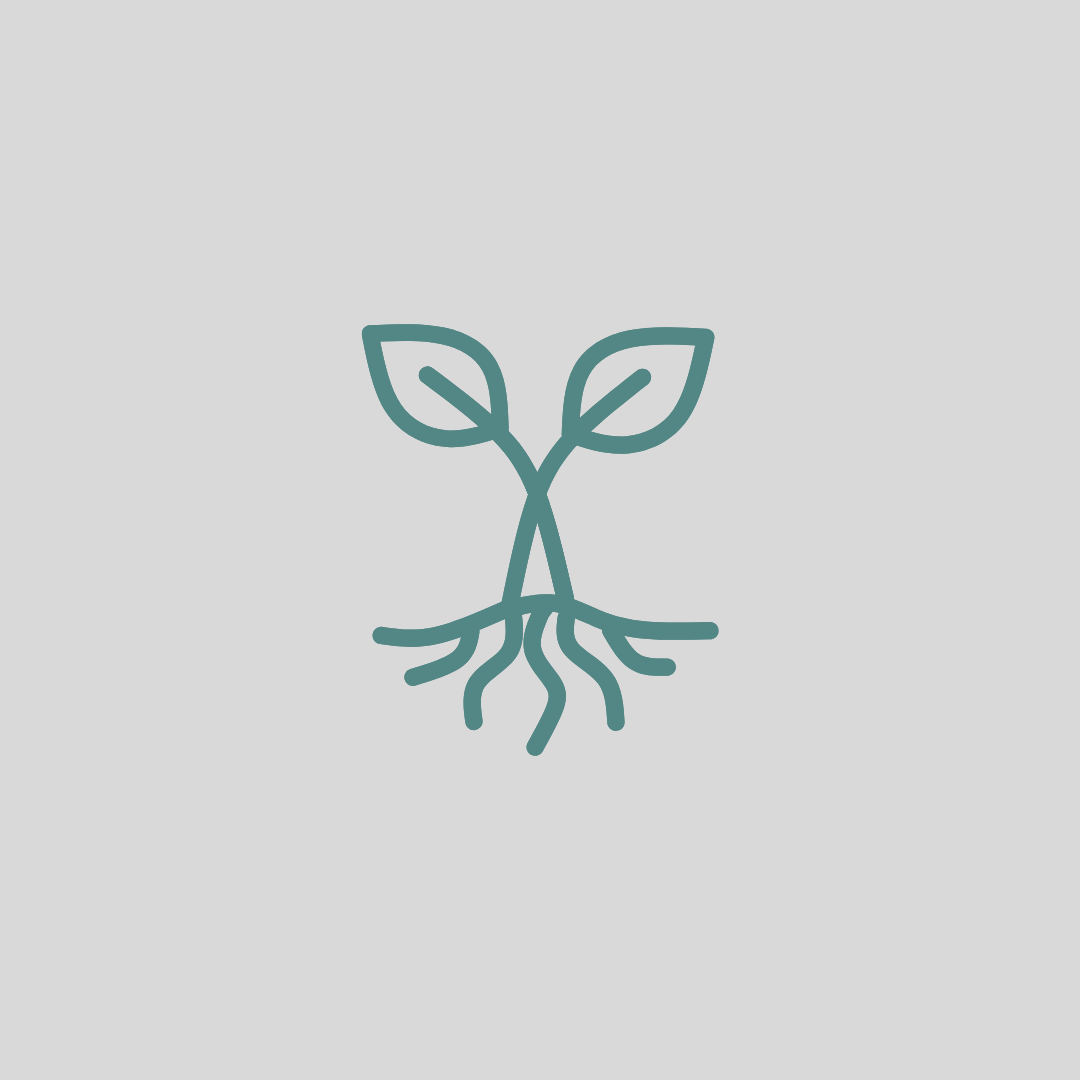 Kanawa tree / Cordia / Kou